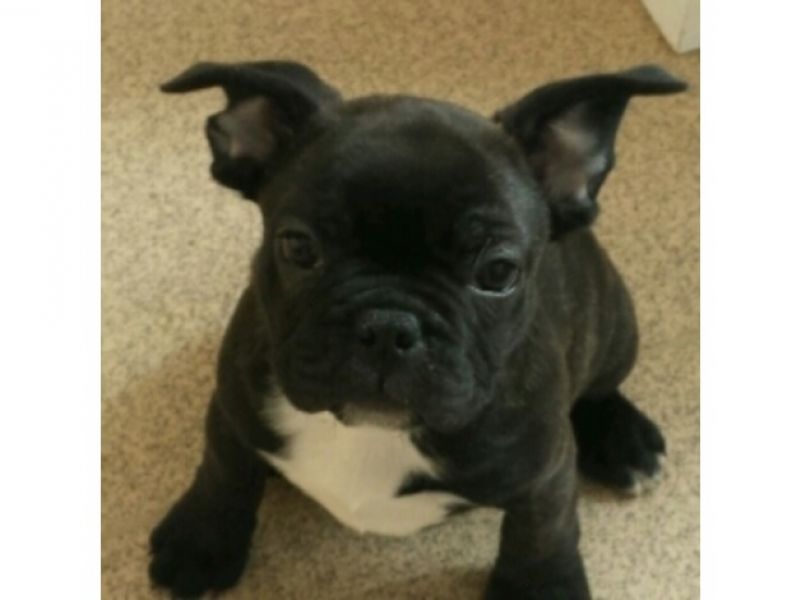 Filhotes Bulldog Francês Saudáveis de Qualidade