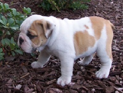 bem em casa levantou Inglês bulldog cachorrinho agora disponível para sair,