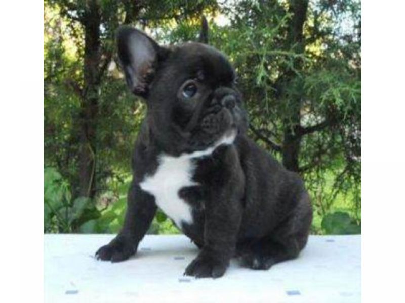 Filhotes de bulldog francês àvenda