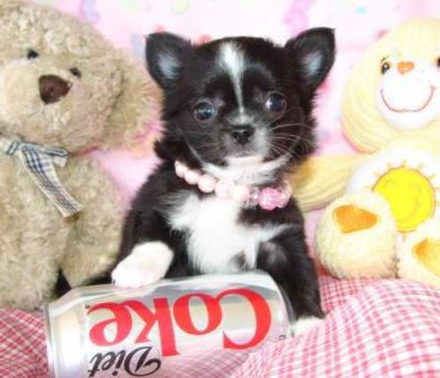 Chihuahua macho e fêmeas com LOP