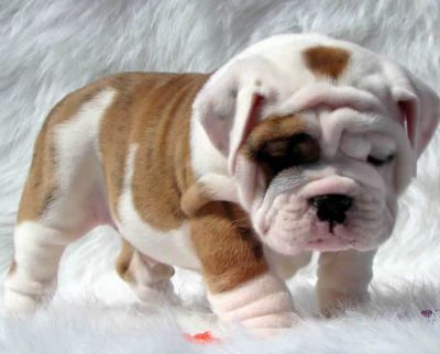AKC Bulldog Inglês Puppies para venda - 14 semanas de idade