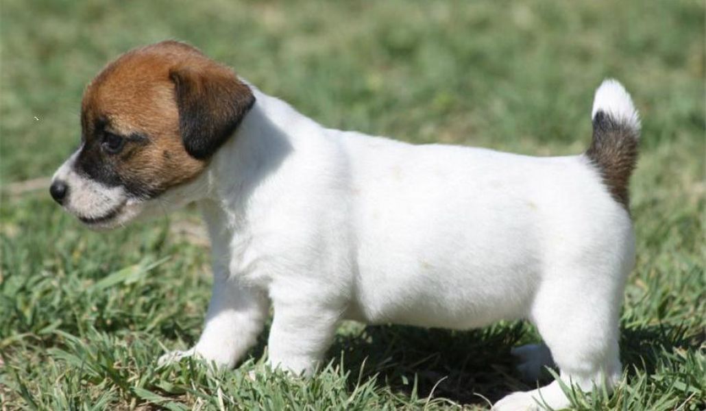 Jack Russel lindos,