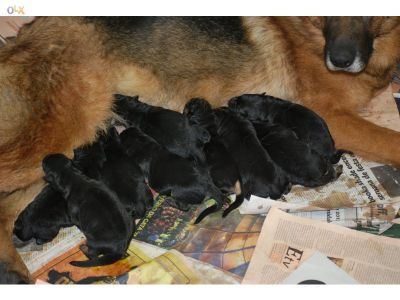 PASTOR ALEMAO DE QUALIDADE - 967888237