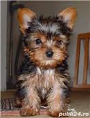 Filhotes Yorkshire terrier 