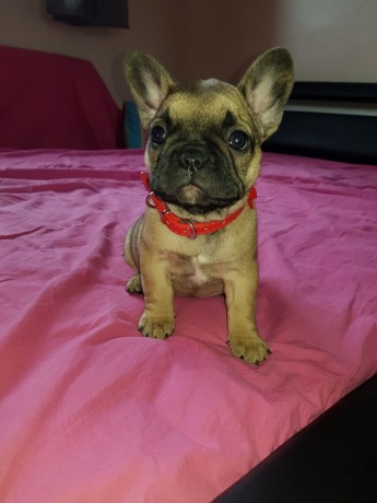 Buldogue francês disponível para venda