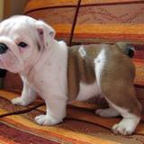 Inglês bulldog cachorros bonitos