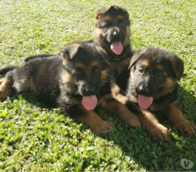 Pastor capa preta lindos filhotes