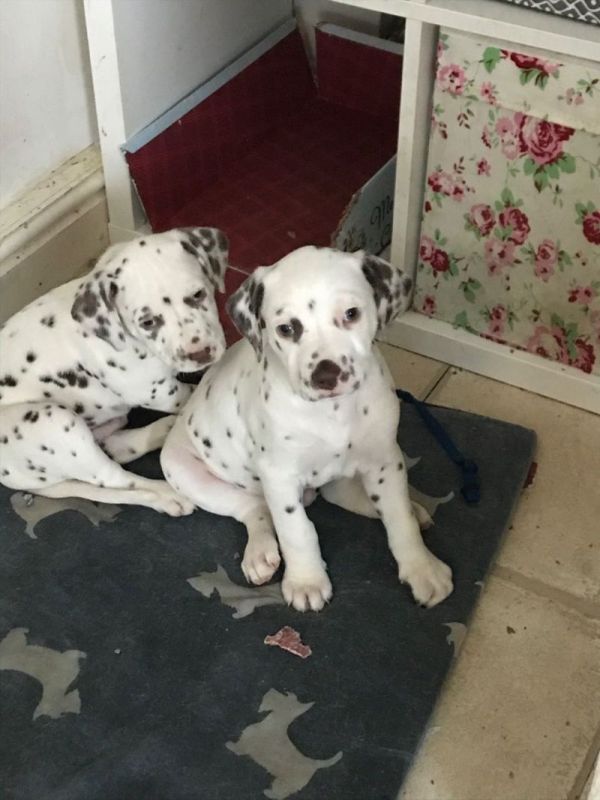 Filhotes Dalmatianas.