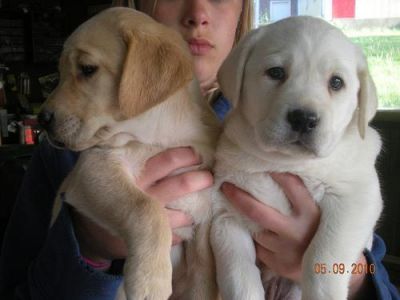 dois adorável Labrador Retriever cachorro para adoção livre