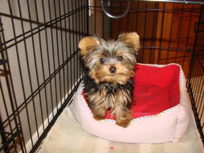 Filhotes de cachorro bonitos Yorkshire para adopção