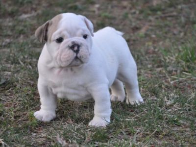 Inglês bulldog filhotes prontos para adoção