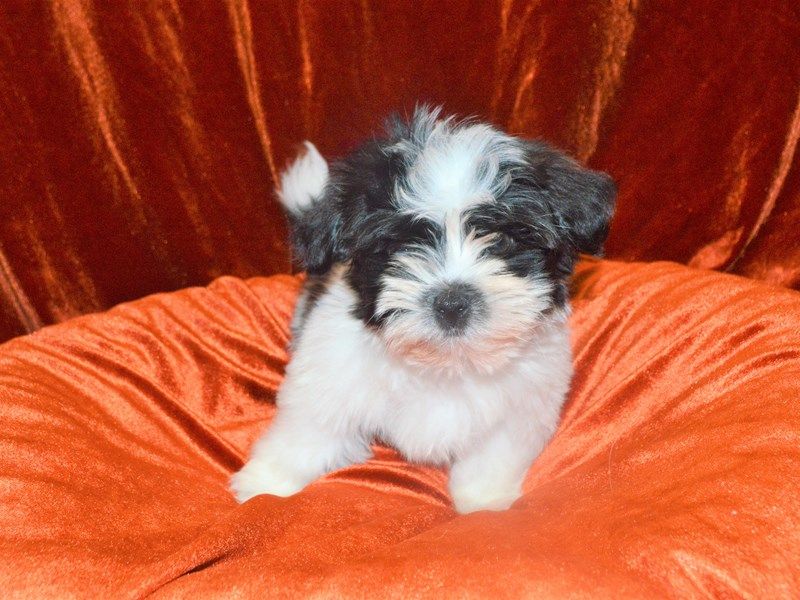 Filhotes de bichon havanês