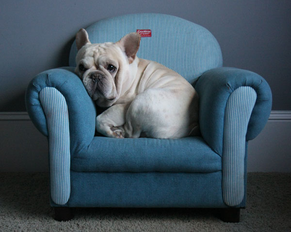 Gratis Francês bulldog cachorros