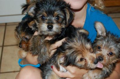 Lovely yorkshire terrier cachorros pronto para adopção