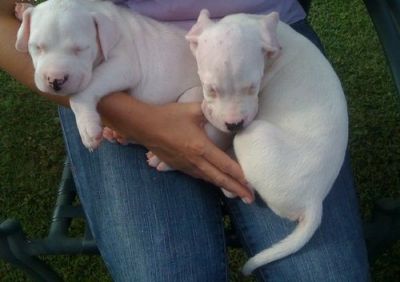 Linda ninhada de Bulldog argentino