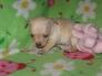 muito bonito chihuahua filhotes para venda