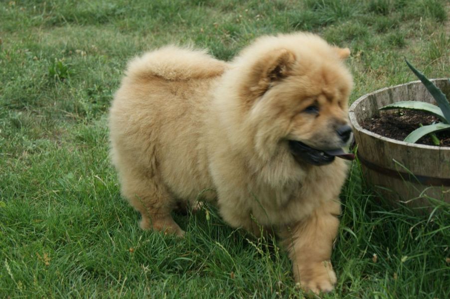 Fofo Chow chow para adopção