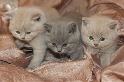 Gatinhos British Shorthair