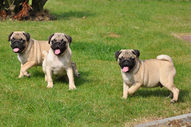 filhotes de pug