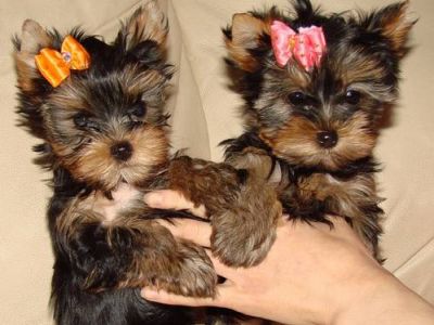 Yorkshire terrier filhotes para adoção