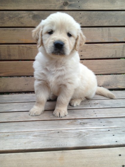 Filhotes de Golden Retriver machos e fêmeas