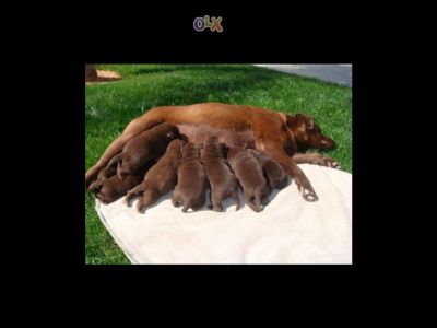 labradores ja com 2 vacinas -- exelentes -- 924255433