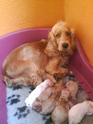 COCKERS SPANIEL INGLÊS