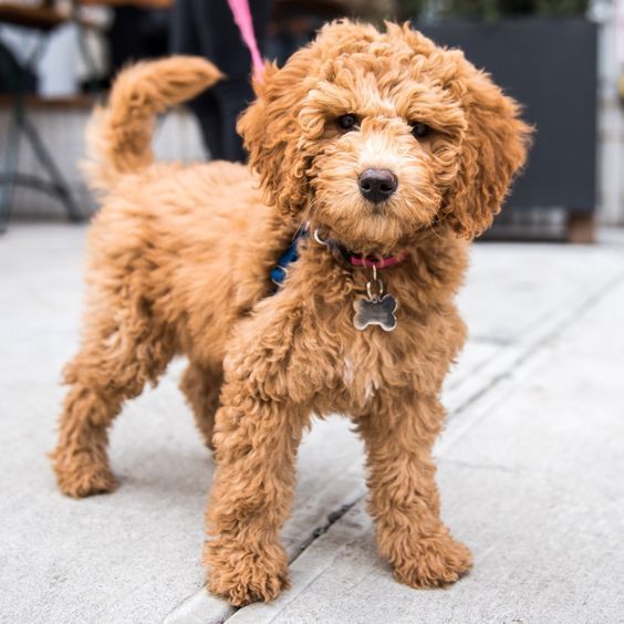 Filhotes de cachorro Golden Doodle