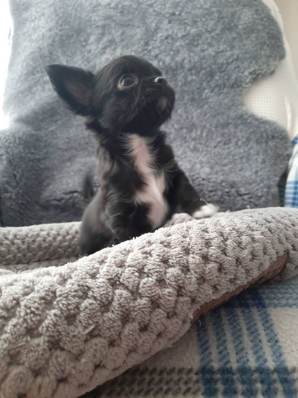 Vendo lindos filhotes de chihuahua