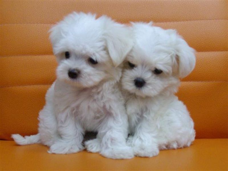 Adoráveis filhotes de maltês