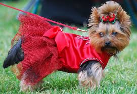 Yorkshire terrier miniatura femea e macho