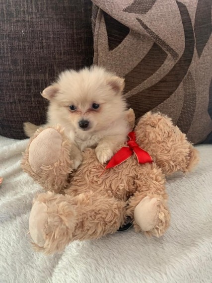 Cachorrinhos de Pomeranian reduzidos minúsculos do urso de peluche