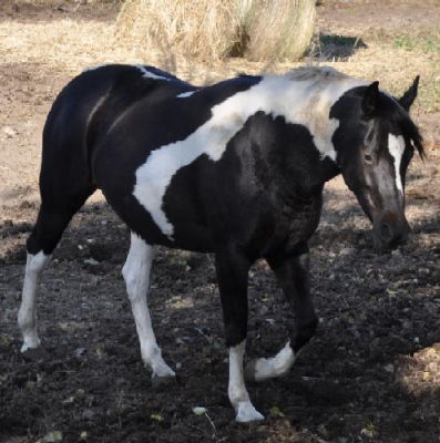  Americana quartas-de-éguas disponível para amar pilotos.
