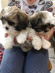 Filhotes de Shih Tzu raça pura