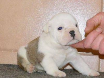 cute e adorable Inglês bulldog cachorros para venda.