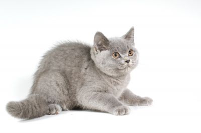 Britânicos cabelo curto gatinhos para adoção