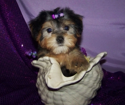 Yorkshire terrier bonito CCF cachorro 