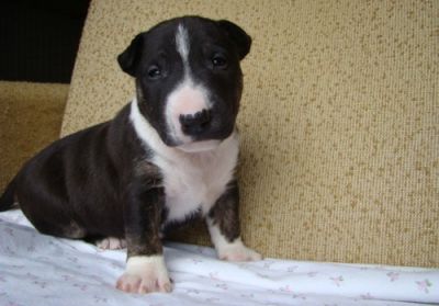 Bonito filhotes de Bull Terrier linda disponíveis