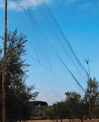 Rede invisivel para passaros