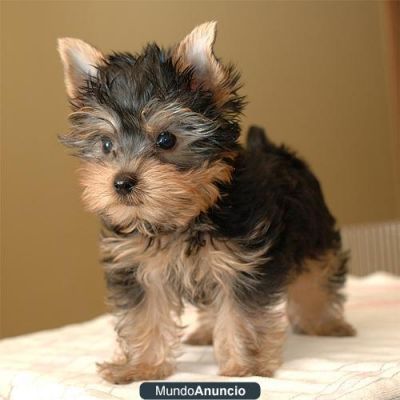 Yorkshire terrier filhotes GIFT, nascido como um dom