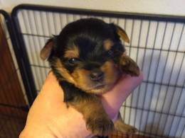 6 filhotes de cachorro Yorkshire Terrier 