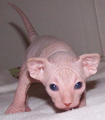Gatinhos para adoção sphynx