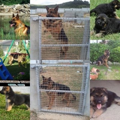 pastores alemaes -- pediggre - 967888237