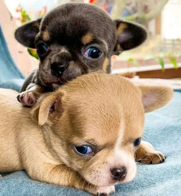 Adoráveis filhotes de chihuahua disponíveis,