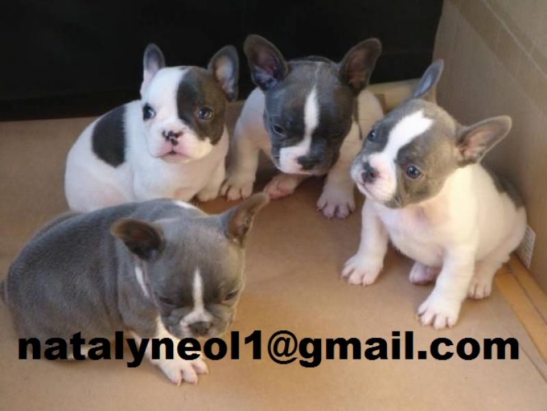  Offerta os filhotes de Bulldog Francês mais inteligentes para adoção