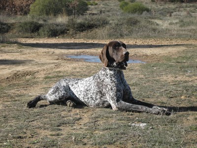Bracos de Valdeguareña