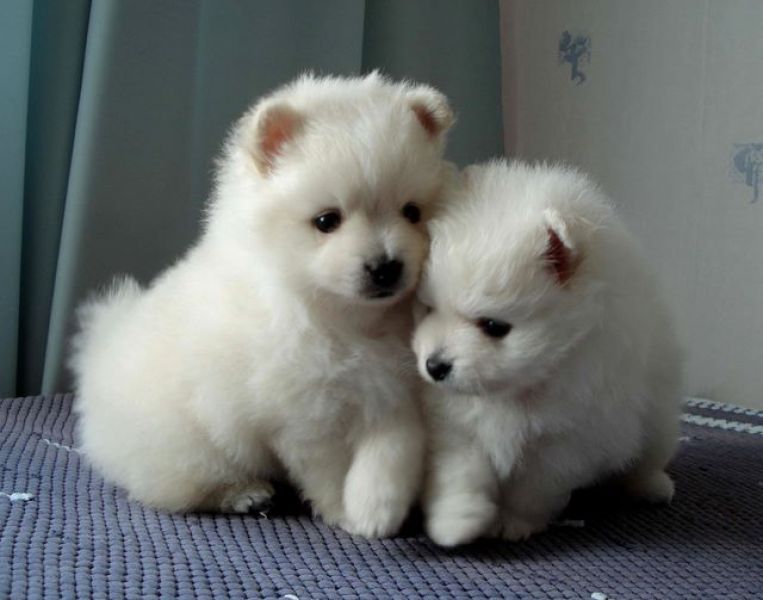 Pomeranian cachorros.