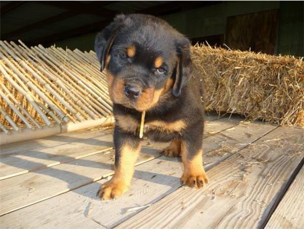 Potty treinados filhotes de Rottweiler para venda,