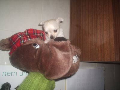 CAES varias raças miniaturas