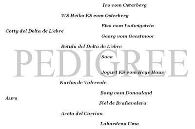 NINHADA BRACOS ALEMANES